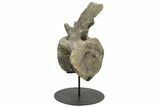 Sauropod (Camarasaurus) Caudal Vertebra - Absolutely Massive #209202-7